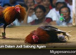 Berapa Lama Hukuman Judi Sabung Ayam